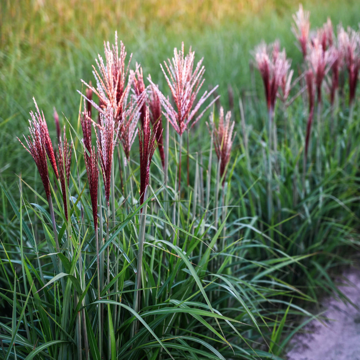 Hayloft Miscanthus Sinensis ‘piccolo Rubino’ - 9cm Pots
