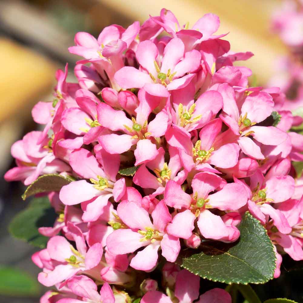 Escallonia Laevis Pink Elle 9cm Pot | Set of 1
