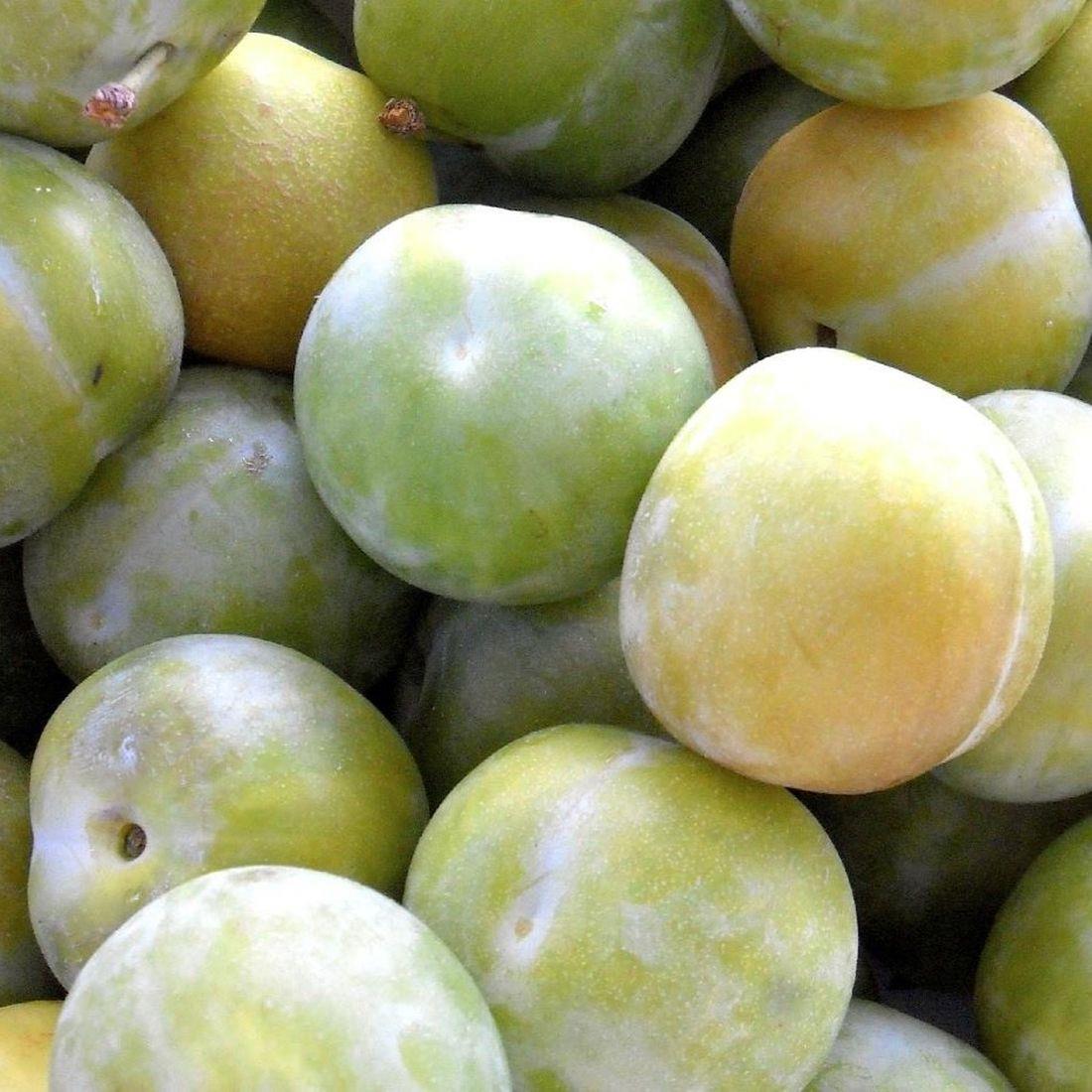 Plums Cambridge Gage Fruit Tree 5ft Tall Supplied In A 7.5 Litre Pot