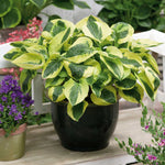 Hosta 'brim Cup' Compact Variegated Shade Hosta 9cm Plant | 1 x 9cm | Multi