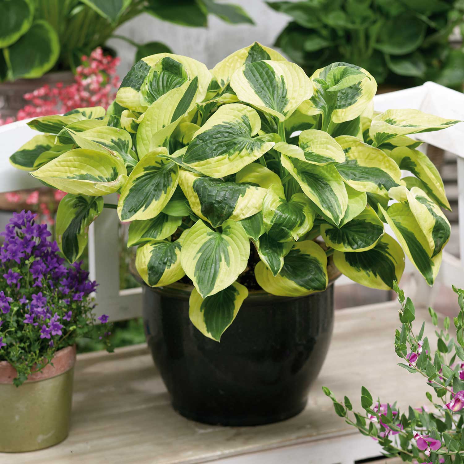 Hosta 'brim Cup' Compact Variegated Shade Hosta 9cm Plant | 1 x 9cm | Multi
