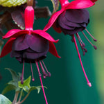 Hayloft Fuchsia Blacky - A Pretty Shub Fuchsia Set Of 6 Young Plants