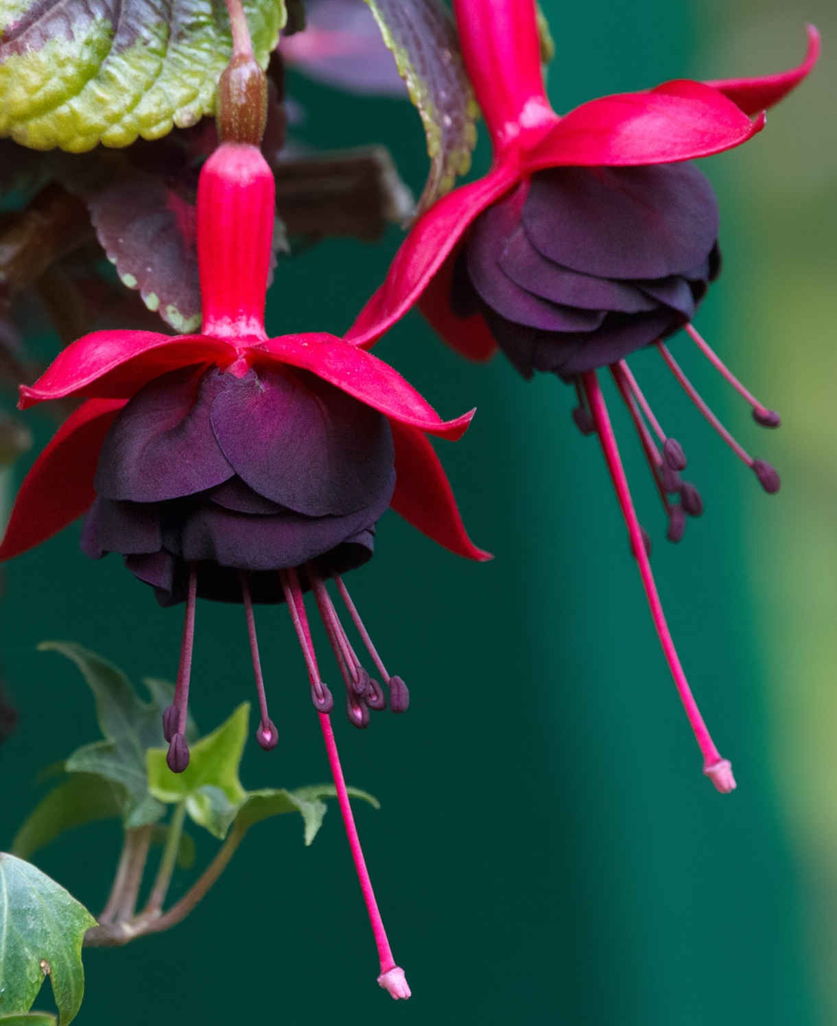 Hayloft Fuchsia Blacky - A Pretty Shub Fuchsia Set Of 6 Young Plants