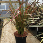 Phormium Jester Flax Evergreen Shrub Plant Large 70cm Tall In A 3 Litre Pot