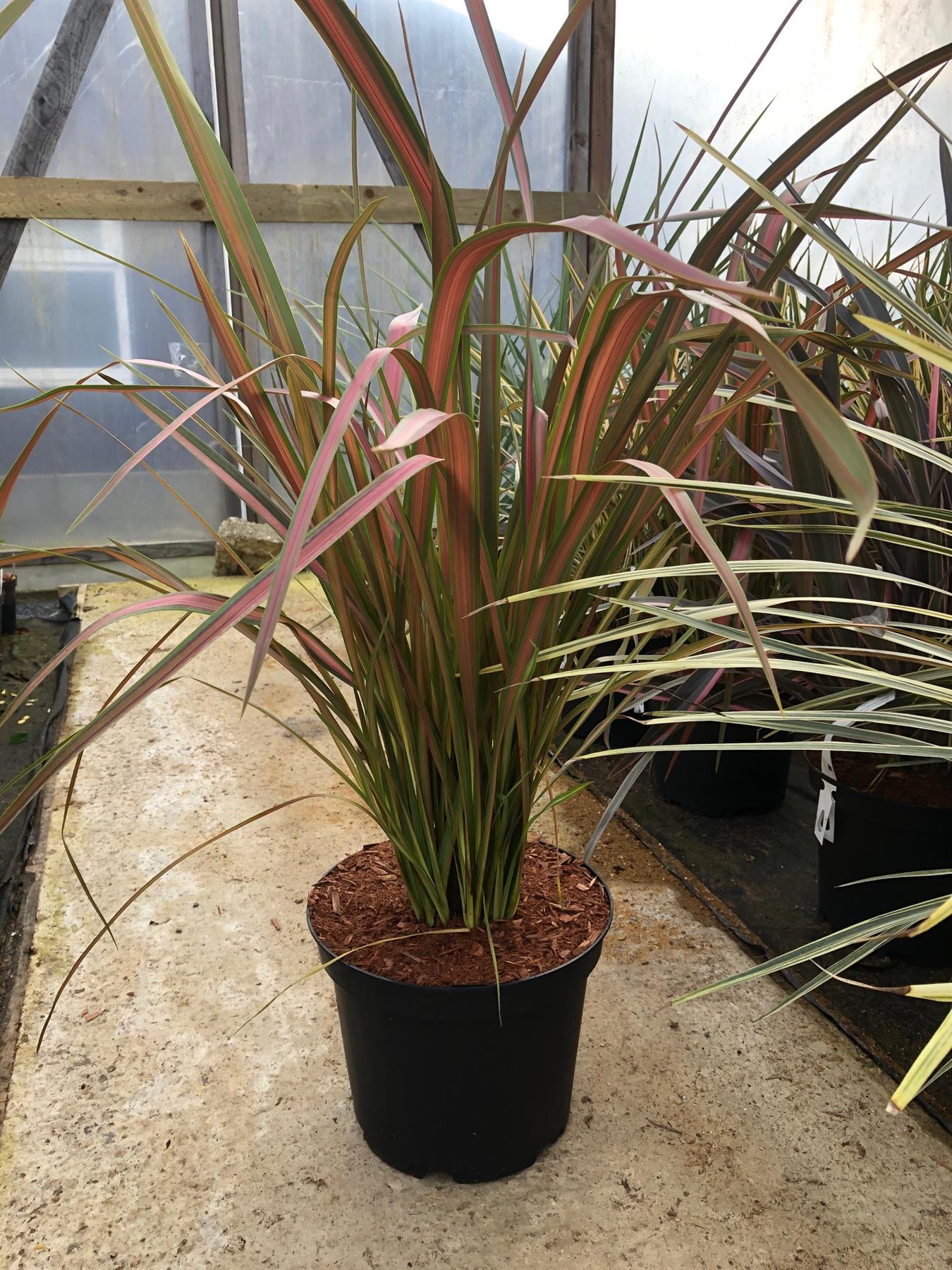 Phormium Jester Flax Evergreen Shrub Plant Large 70cm Tall In A 3 Litre Pot