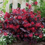 Loropetalum Chinense Var. Rubrum 'ever Red' - 9cm Pot | 2 x 9cm | Red