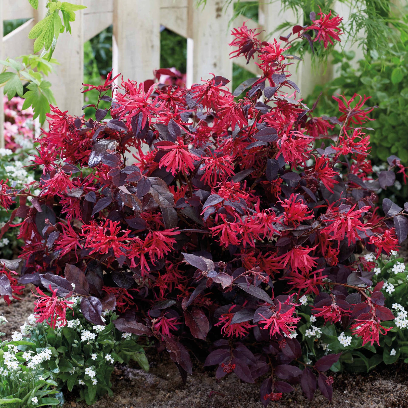 Loropetalum Chinense Var. Rubrum 'ever Red' - 9cm Pot | 2 x 9cm | Red