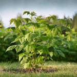 Raspberry Plant - 4 Pcs. - Rubus Idaeus 'malling Promise' - H50-60cm - ⌀15cm | Set of 4 | Red