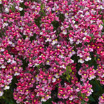 Hayloft Nemesia Melody Collection - 9 Young Plants 3 Of Each Colour