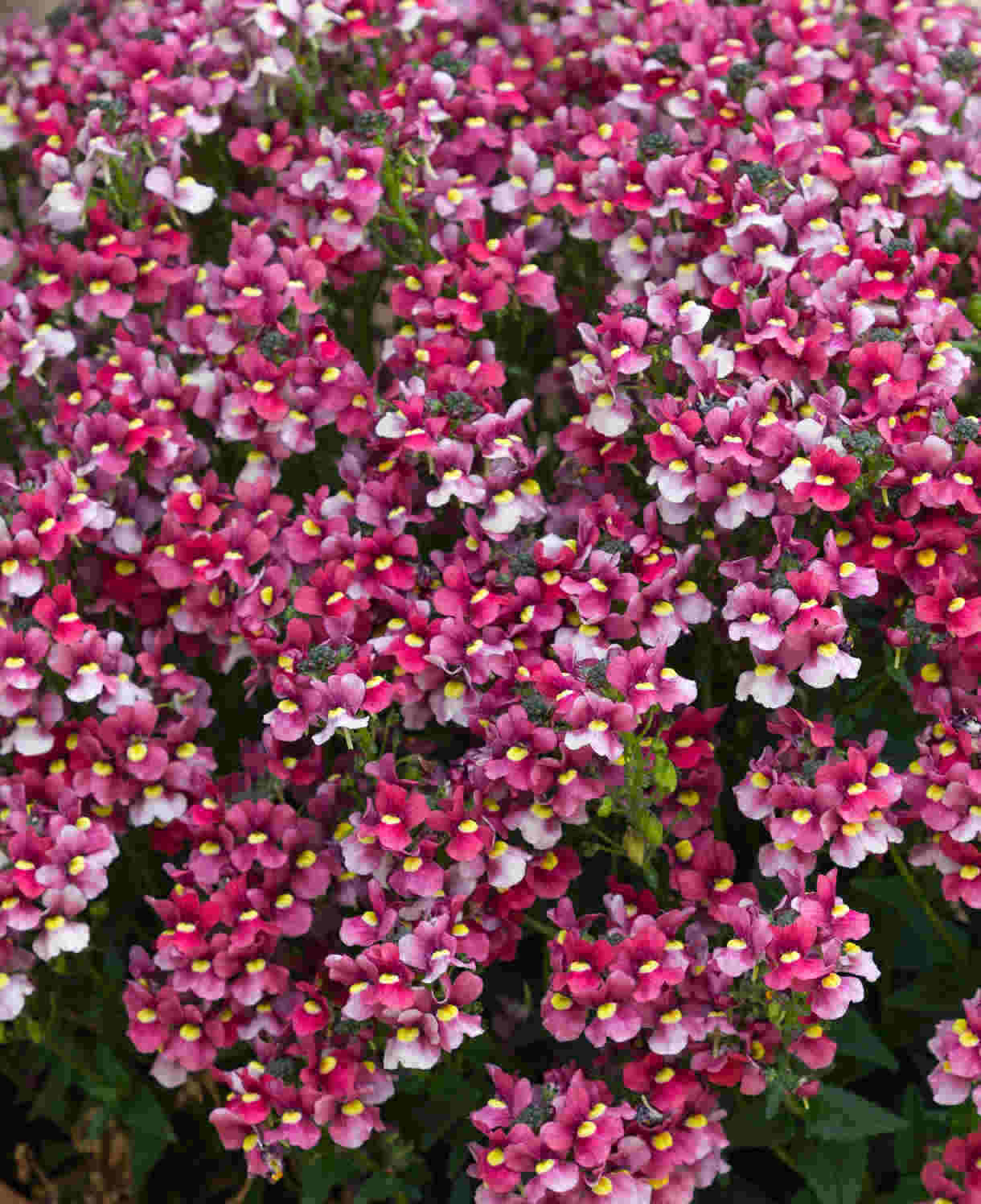 Hayloft Nemesia Melody Collection - 9 Young Plants 3 Of Each Colour