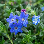 Lithodora 'heavenly Blue' | 6 x Garden Ready Plugs | Dark Blue