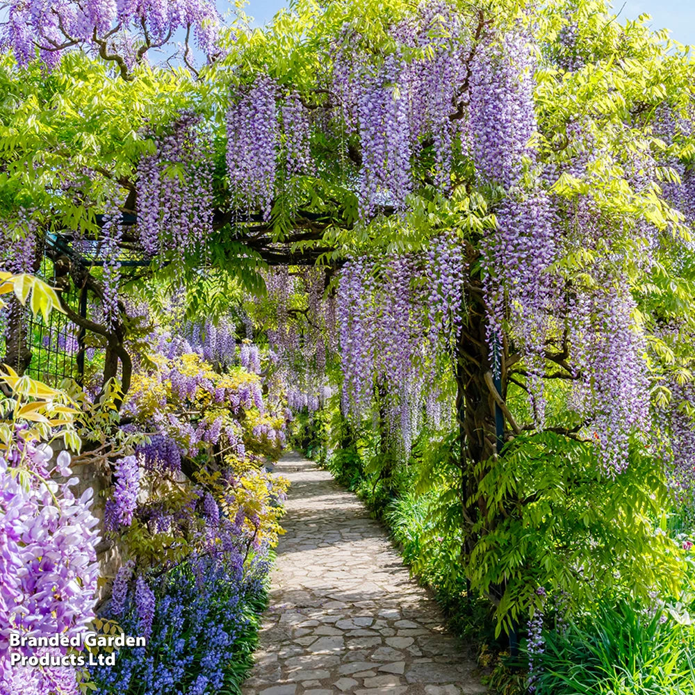 Wisteria 9cm Plant | Set of 1