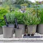Common Thyme Plant | 6 x Plug Plants