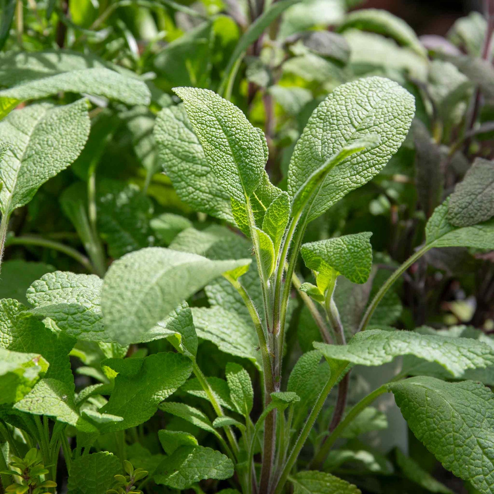 Sage (salvia Officinalis), Hardy Evergreen Culinary Herb, Plants | 9 x 9cm | Silver