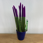 Snake Plant Velvet Touch - Sansevieria Cylindrica - Height 20-40cm - ⌀9cm | Purple