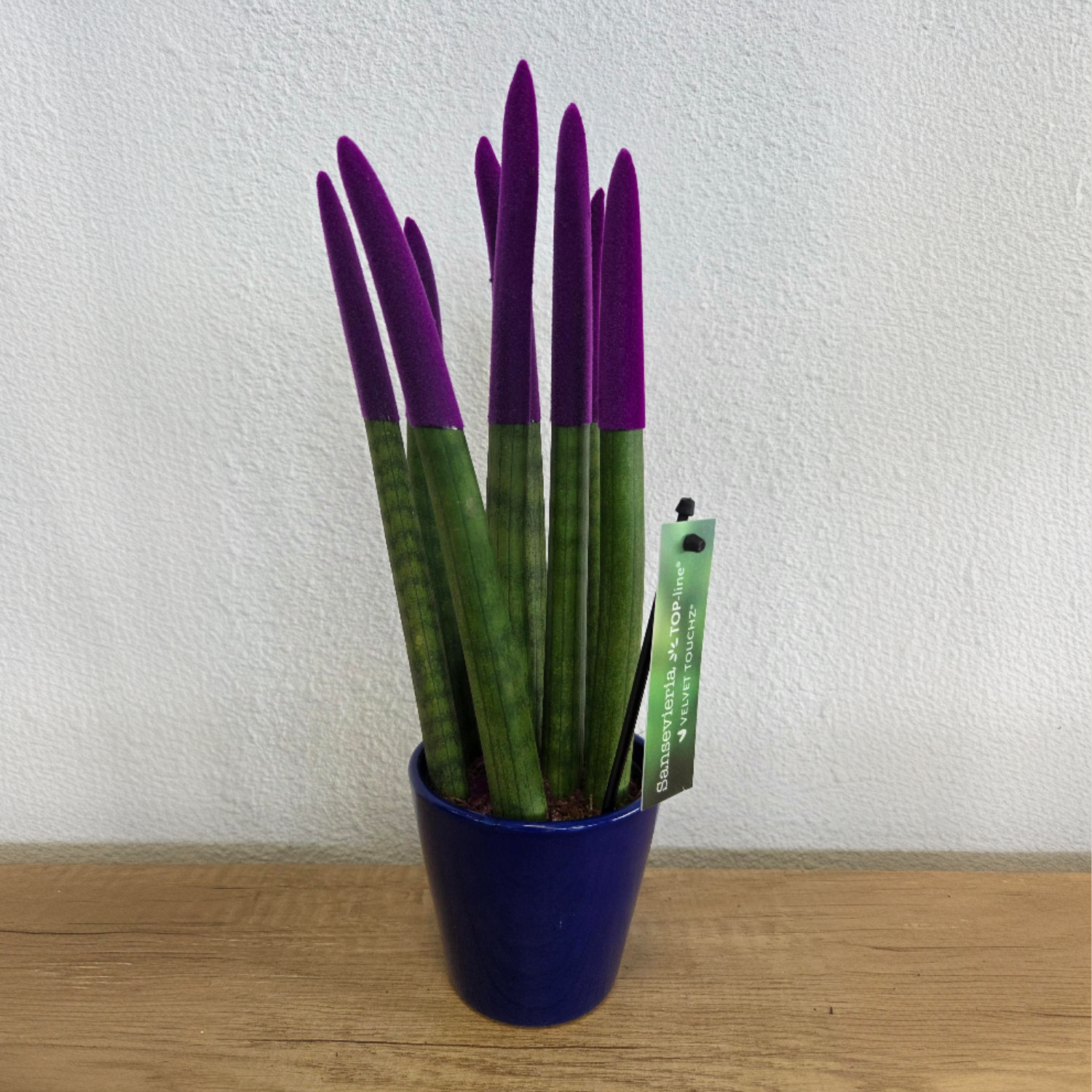 Snake Plant Velvet Touch - Sansevieria Cylindrica - Height 20-40cm - ⌀9cm | Purple