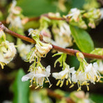 Lonicera Fragrantissima - Winter Flowering Honeysuckle - 9cm pot | 1 x 9cm | Cream