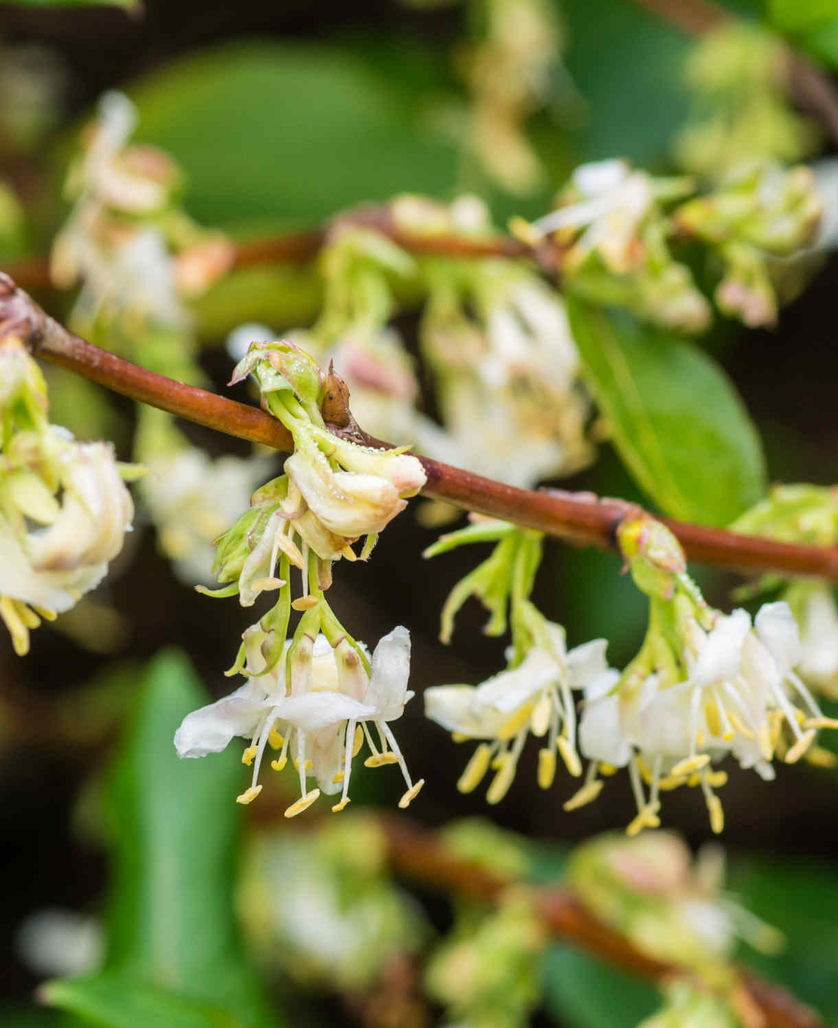 Lonicera Fragrantissima - Winter Flowering Honeysuckle - 9cm pot | 3 x 9cm | Cream