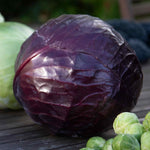 Cabbage 'red Rovite' - Mid-season Red Cabbage | 16 x Pro Grower Plugs