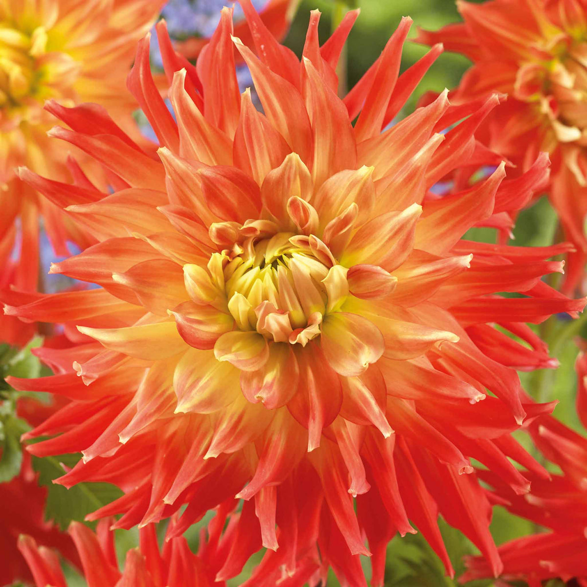 Dahlia Tuber 'fired Up' - Semi-cactus Orange & Yellow, 90-120 Cm | Set of 1 | Orange & Yellow
