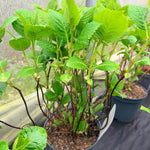 Direct Plants 4x Hydrangea Macrophylla Mophead, Large & Bushy Plants, Supplied In 3 Litre Pots