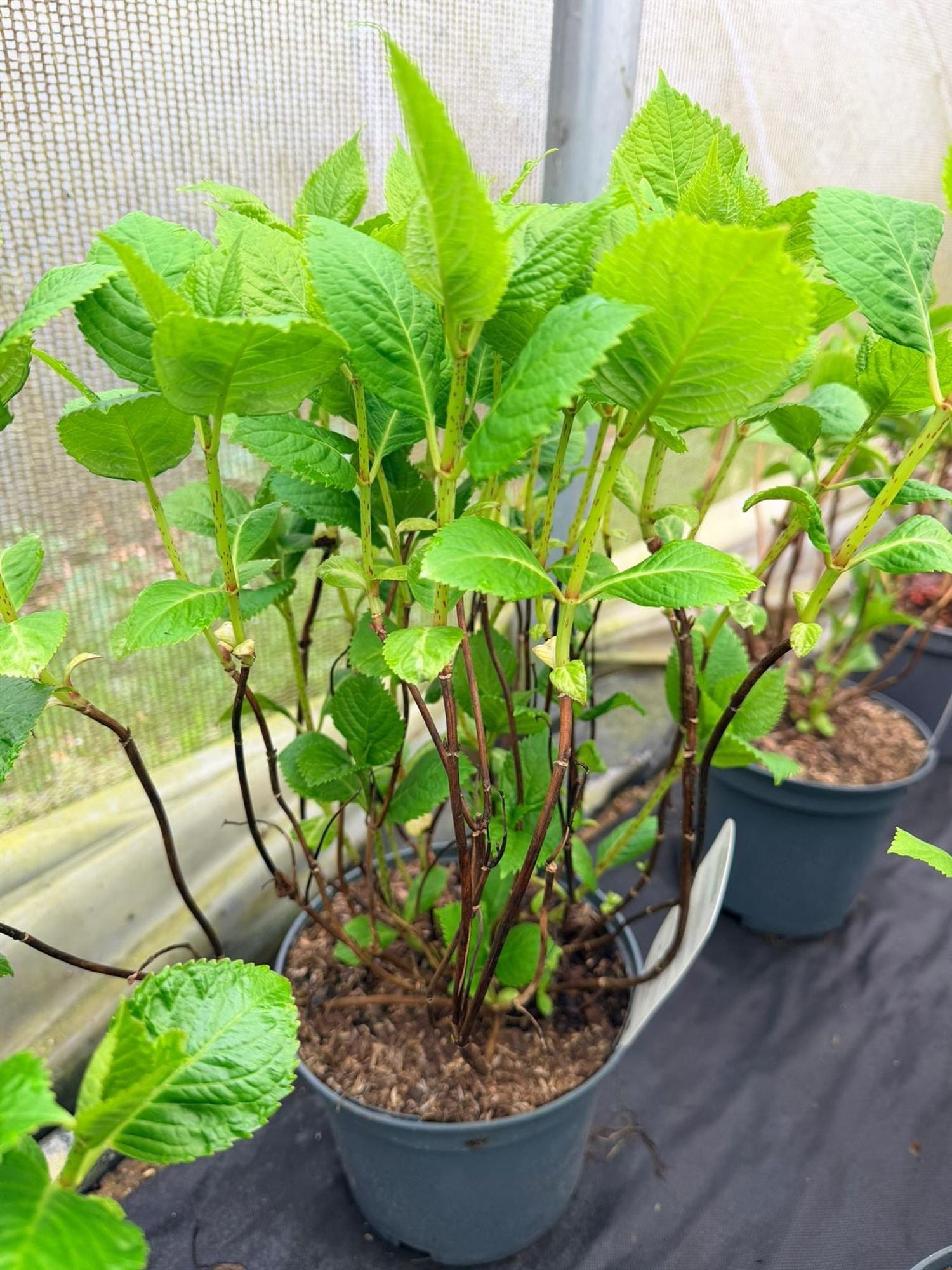 Direct Plants 4x Hydrangea Macrophylla Mophead, Large & Bushy Plants, Supplied In 3 Litre Pots