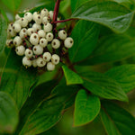 Cornus Alba Sibirica - Winter Red Stems - 9cm pot | 3 x 9cm | Cream