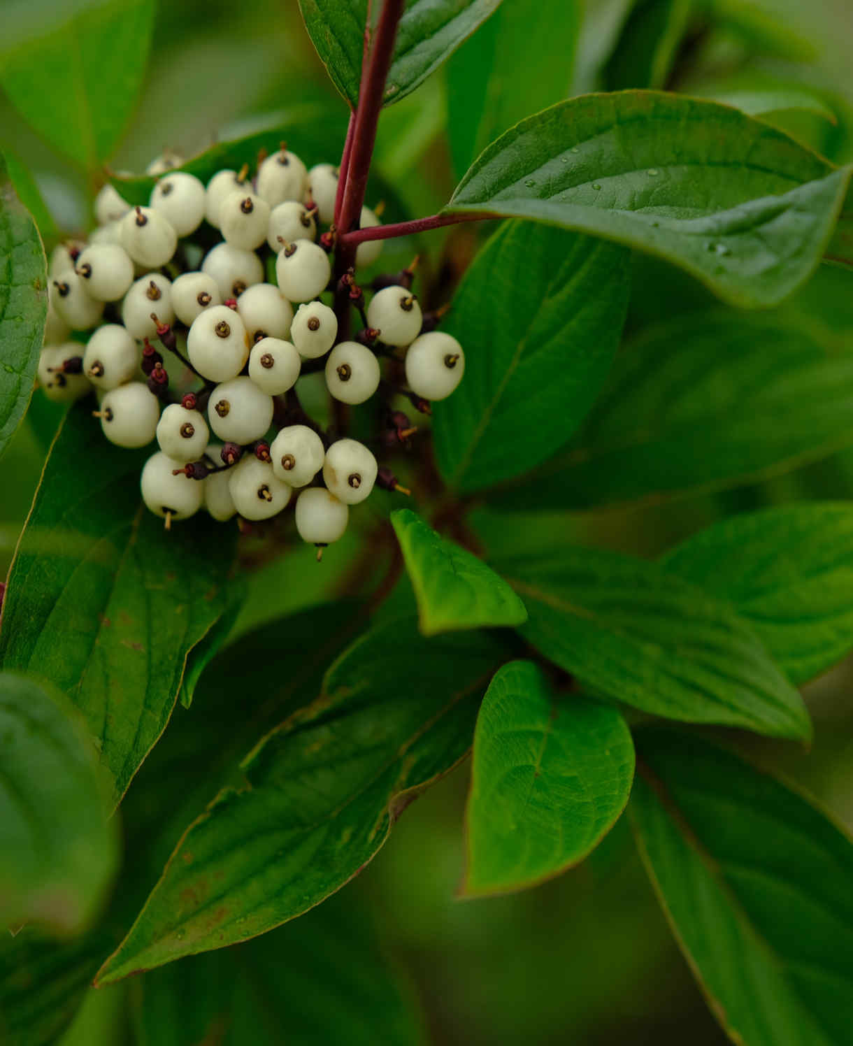 Cornus Alba Sibirica - Winter Red Stems - 9cm pot | 3 x 9cm | Cream