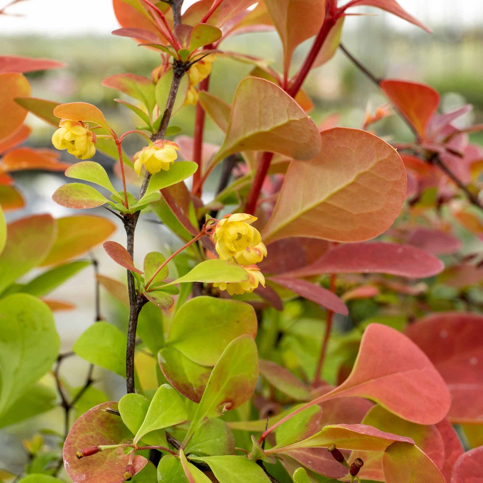Berberis 'orange Rocket' Shrub Pot | 1 x 3L | Orange