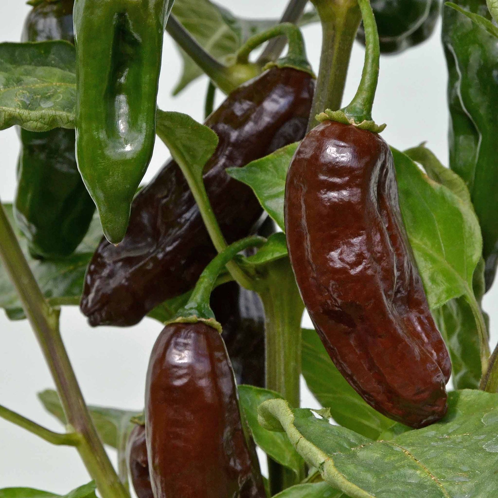 Chilli Flavour Collection Hot, Mild And Smoky | 6 x 9cm | Multi
