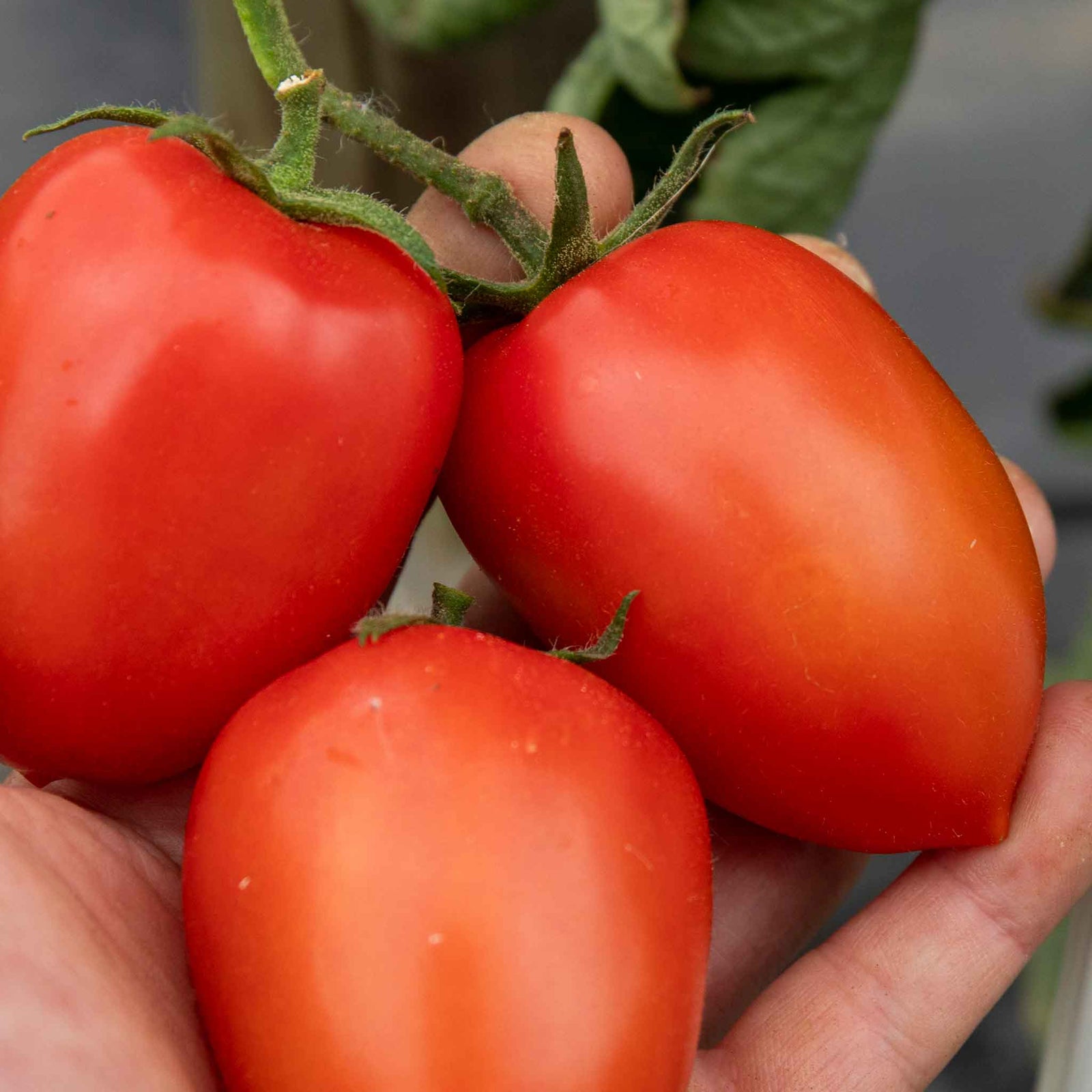 Plum Nagina F1 Tomato Seeds | 12 Seeds