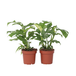 Monstera Minima - 2 Pcs. - Rhaphidophora Tetrasperma - Height 20-30cm - ⌀12cm | Set of 2 | Green