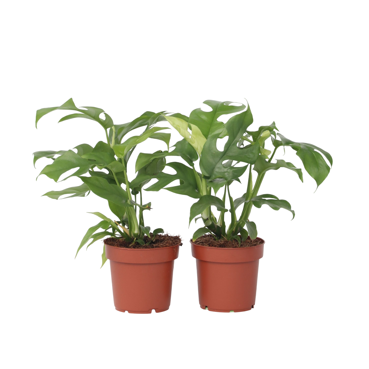 Monstera Minima - 2 Pcs. - Rhaphidophora Tetrasperma - Height 20-30cm - ⌀12cm | Set of 2 | Green