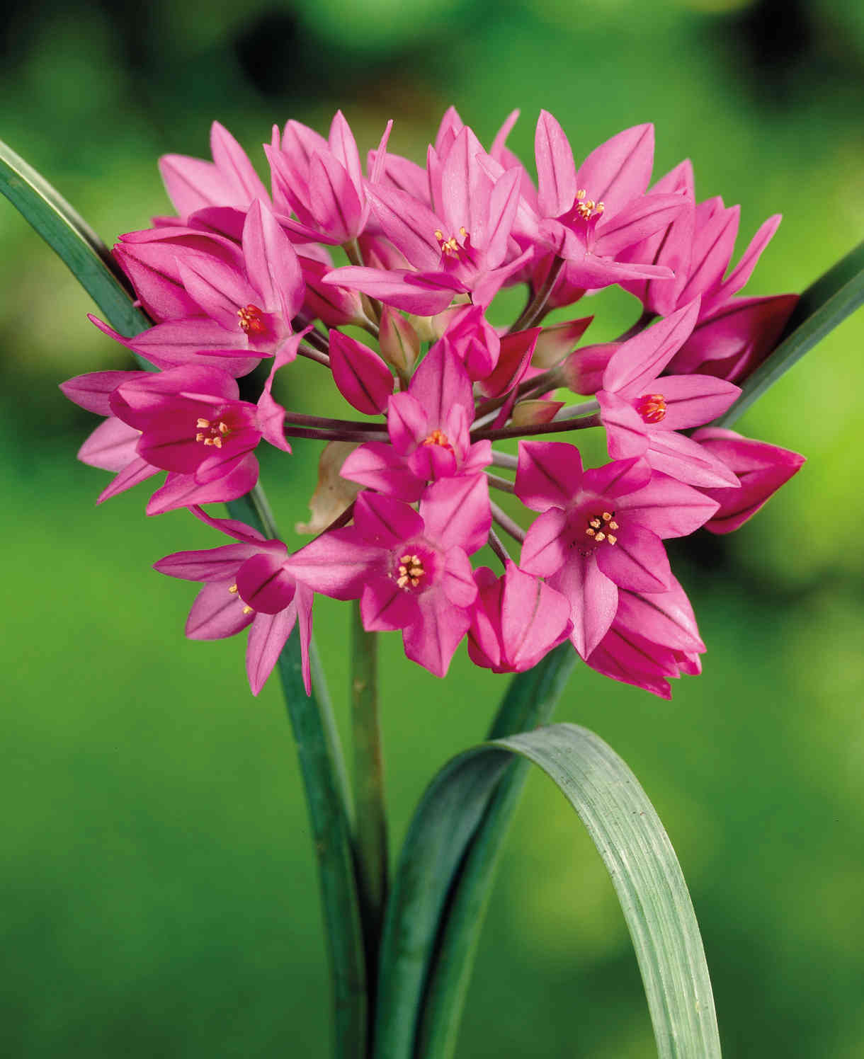 Hayloft Essential Allium Mix - 120 Bulbs