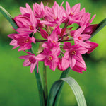 Hayloft Allium 'artisan Mix' 100 Bulbs