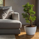 Curtain Fig - Ficus Microcarpa 'ginseng' - Height 55-65cm - ⌀20cm | Set of 1 | Green