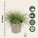 Blue Fescue - Festuca Glauca 'Elijah Blue' - Height 10-15cm - ⌀9cm | Set of 3 | Blue