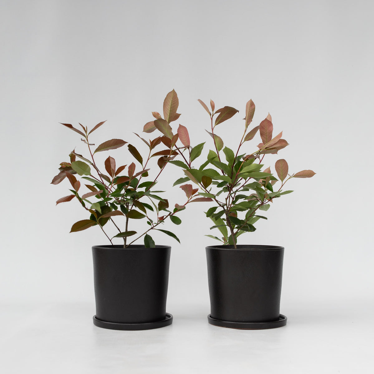 Christmas Berry - Photinia Fraseri 'red Robin' - Height 30-40cm - ⌀17cm | Set of 2 | Red