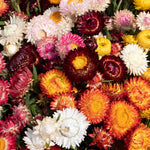 Strawflower 'king Size' Seeds | 250 Seeds