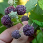 Glen Coe Thornless Purple Raspberry Plant | 1 x 2L
