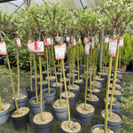 2x Salix Flamingo Nishiki Standard Trees Large 4ft Supplied In 3/5 Litre Pots