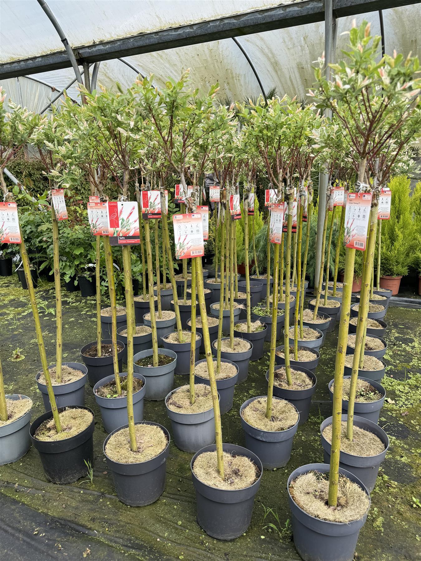 2x Salix Flamingo Nishiki Standard Trees Large 4ft Supplied In 3/5 Litre Pots