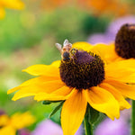 Rudbeckia Goldsturm - 9cm Pots | 3 x 9cm | Yellow