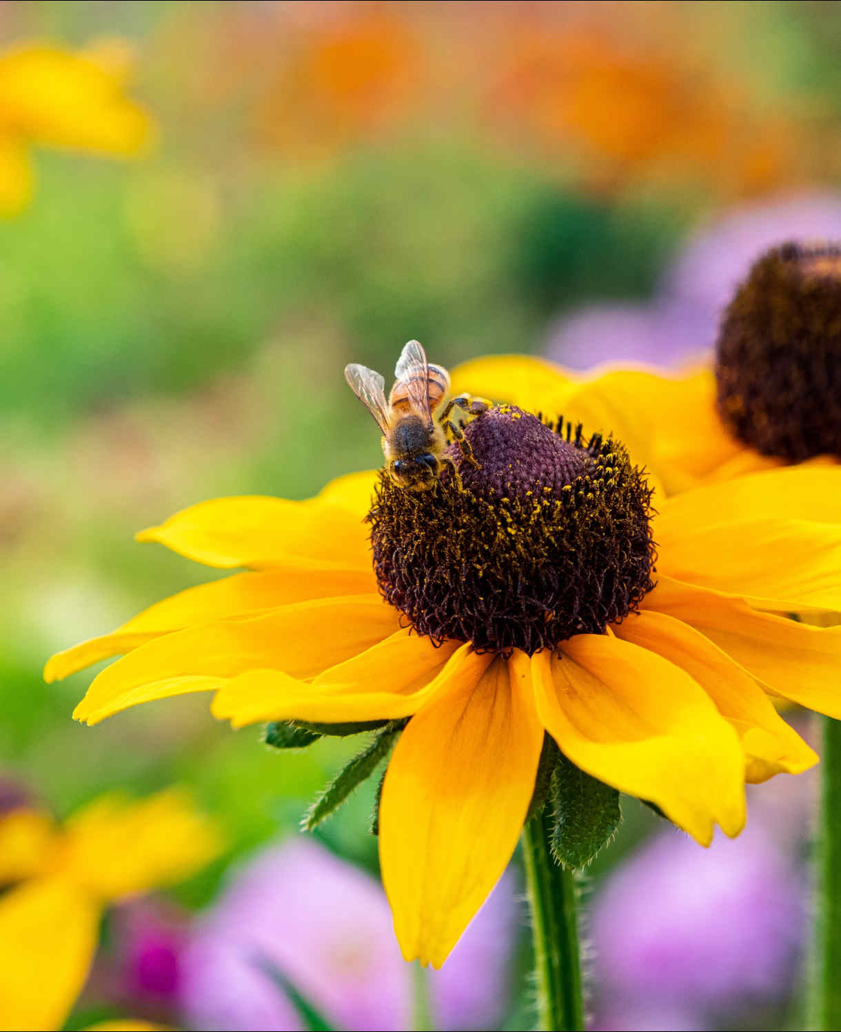 Rudbeckia Goldsturm - 9cm Pots | 3 x 9cm | Yellow