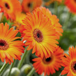 Gerbera 'garvinea Sweet Sunset' Hardy Orange Perennial | 6 x Jumbo Plugs | Orange