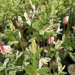 Direct Plants 2x Salix Flamingo Nishiki Standard Trees Large 4ft Supplied In 3/5 Litre Pots