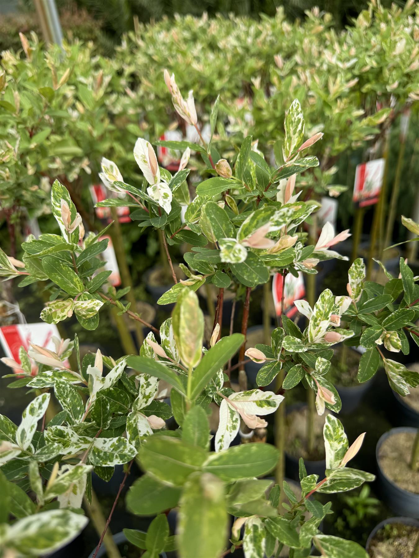 2x Salix Flamingo Nishiki Standard Trees Large 4ft Supplied In 3/5 Litre Pots