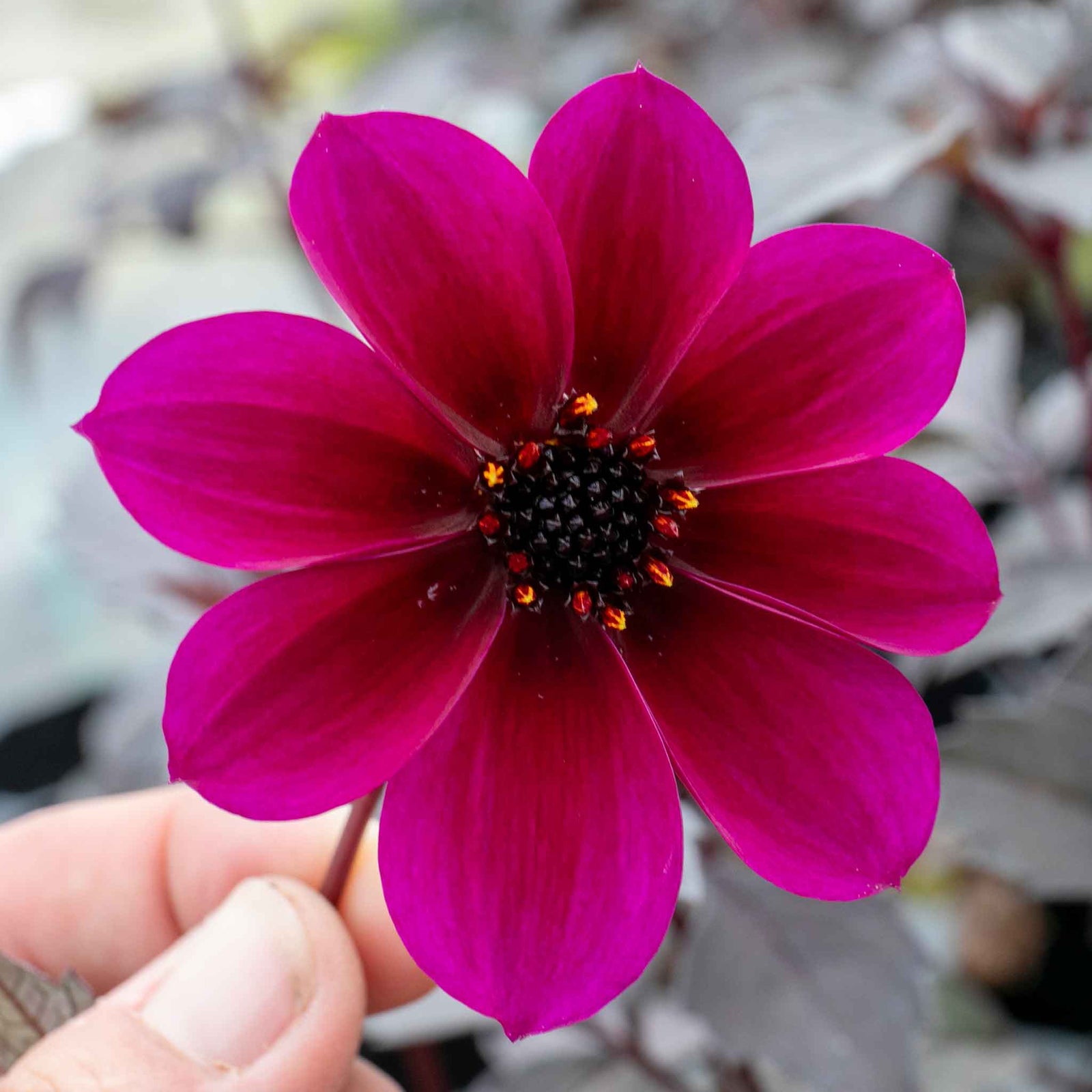 Dahlia 'mystic Wizard' - Magenta Single Flowers, Mahogany Foliage | 6 x Jumbo Plugs
