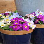 Primula Provence Mixed - Vibrant Mix Of Colours - plug plants | Set of 24 | Multi