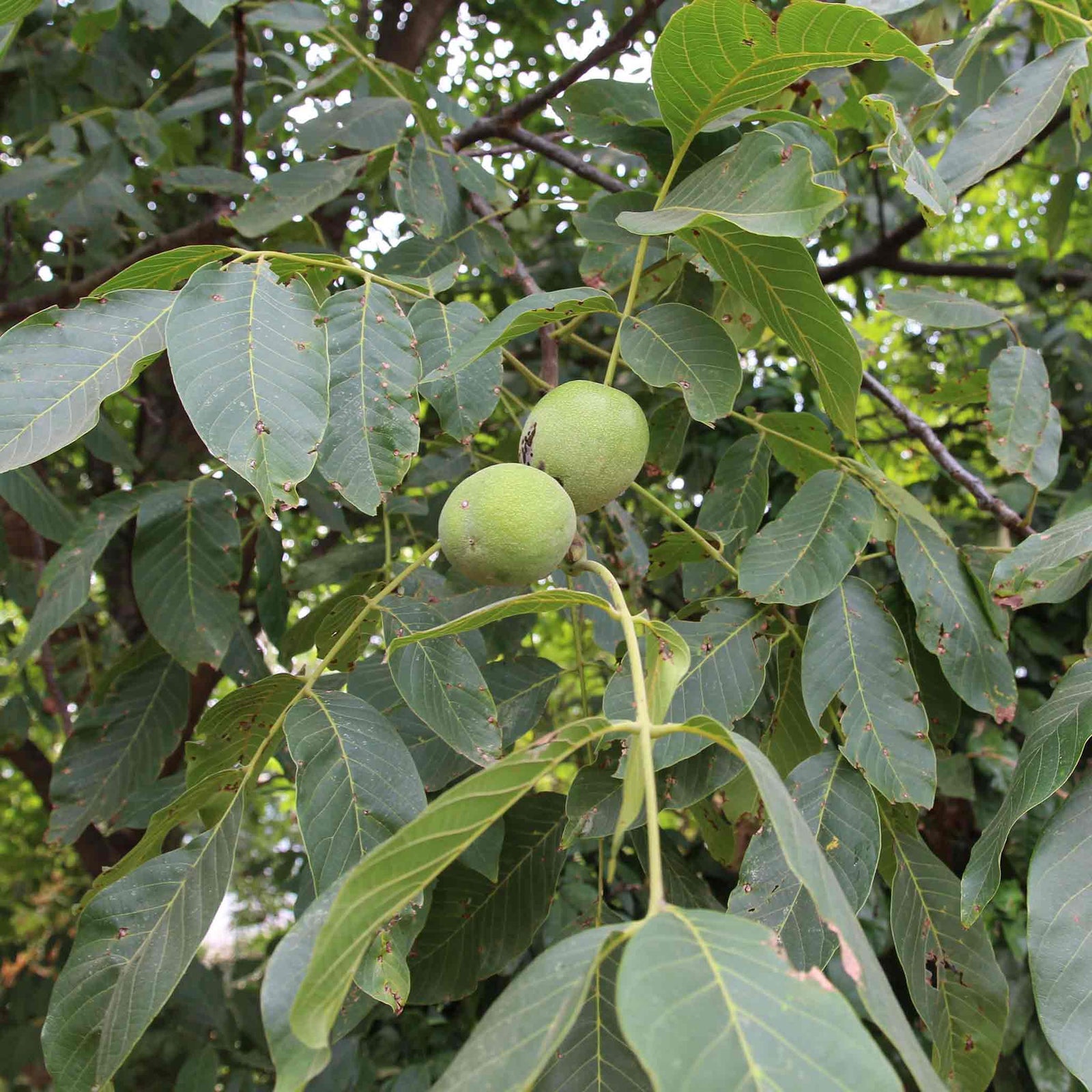 Common Walnut Tree (bare-root, Juglans Regia) | 1 x Bare Root